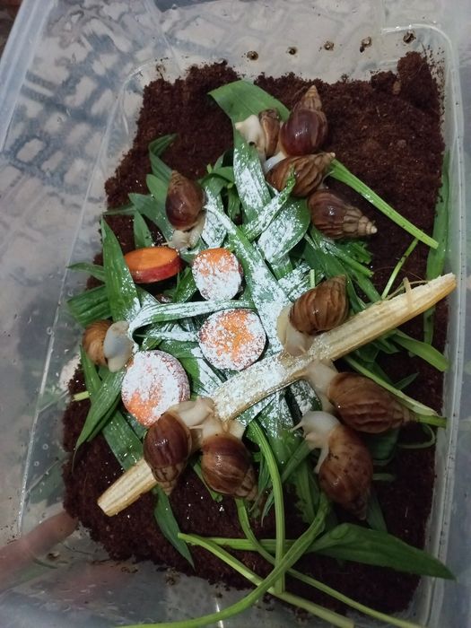 Ulitka sotiladi optom narxda, fulika albinos,Retikulyata albinos kosme