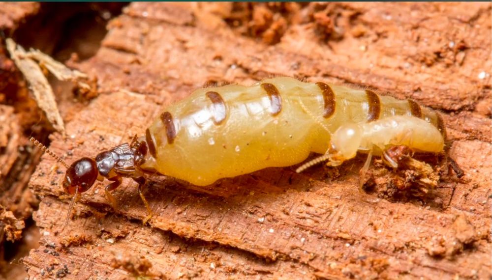 Термиты тараканы клопы