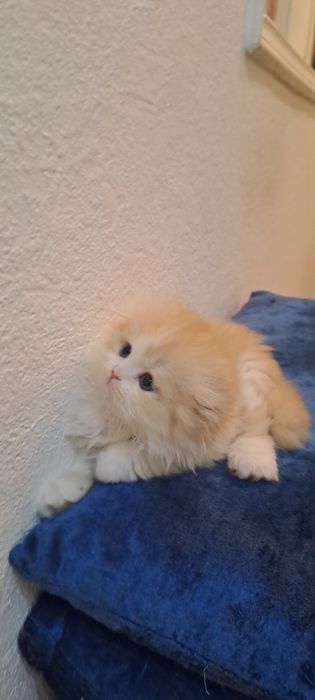 Продаётся котёнок Scottish fold Haylend