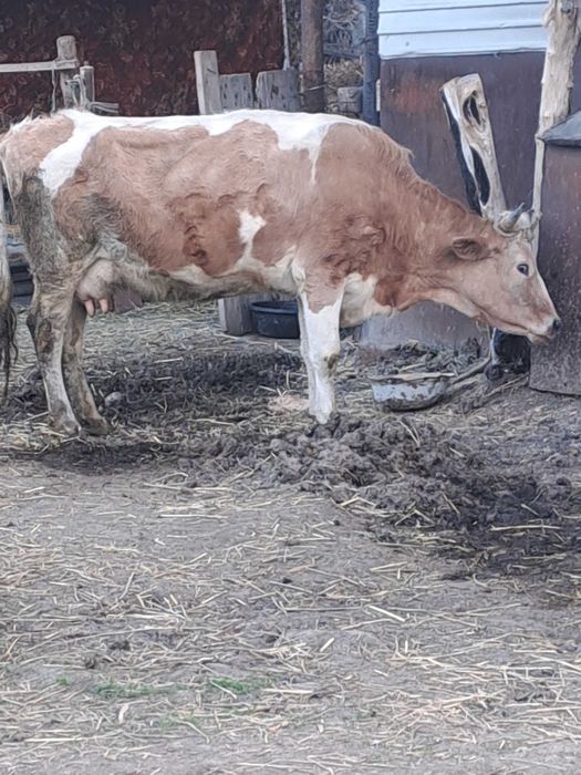 Продам   корову  .