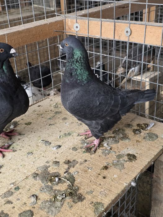 Porumbei AgH  pe negru