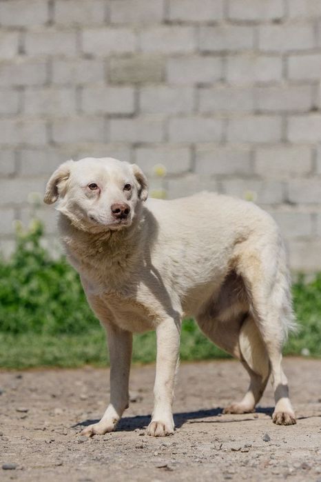 Мелок ищет дом и семью!
