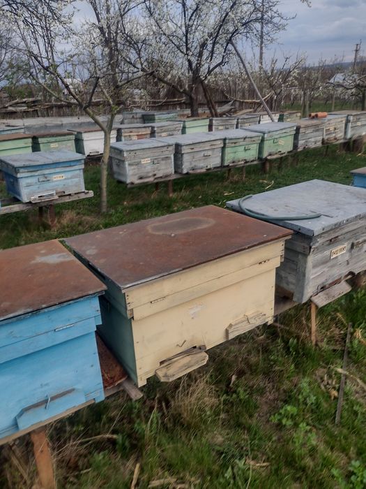 Vând familii albine .