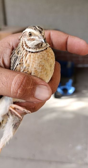 Бедана сайроки сотилади