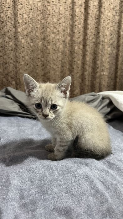 Котята породистые