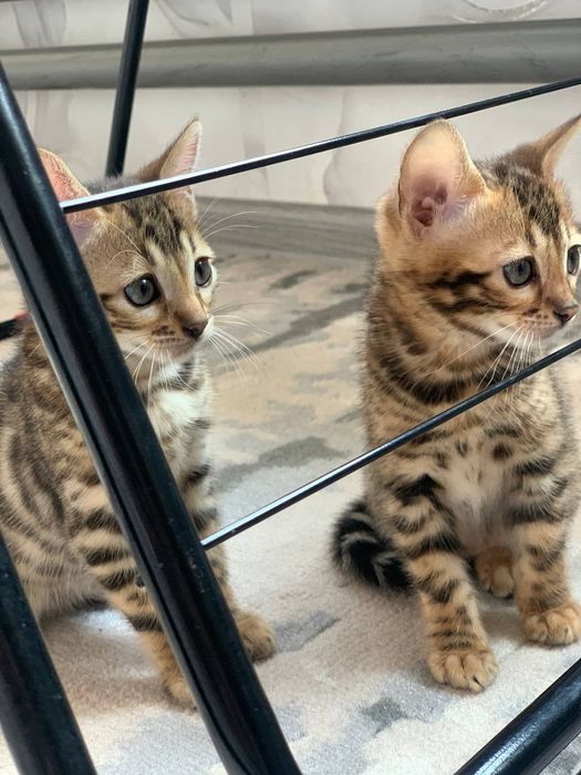 Бенгальский катят