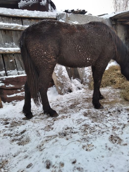 Продам лошадей с откорма