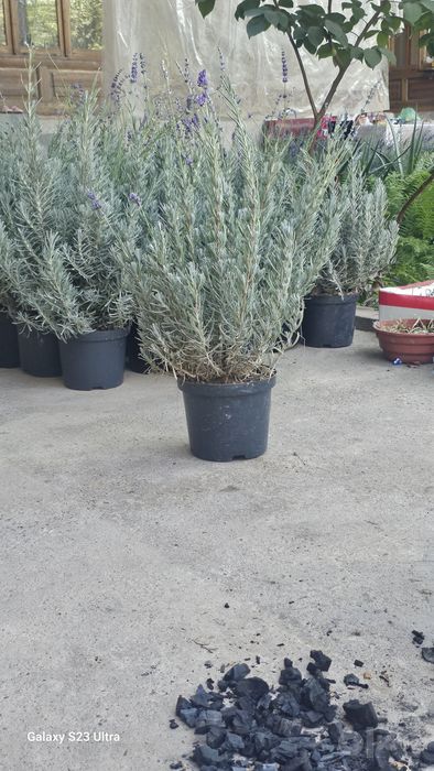 Lavanda fransuskiy sort