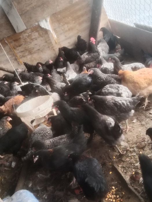 Куры продам молодой