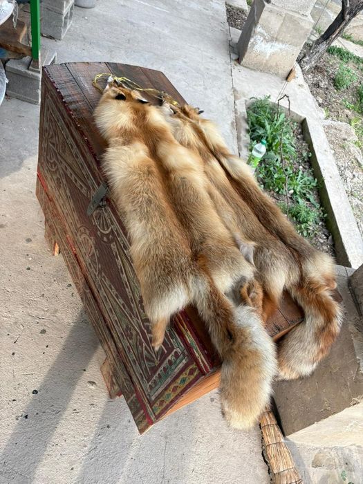 Түлкі терісі ұзындығы 1 10