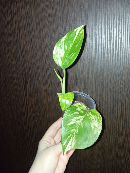 Продам Эпипремнум Марбл квин