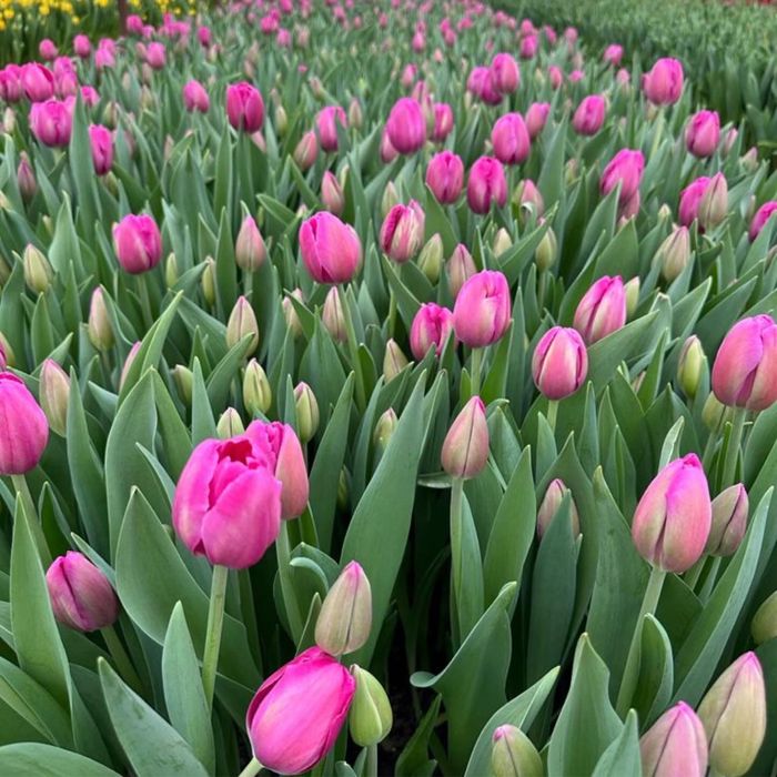 Оптом тюльпаны. Тюльпаны оптом и в розницу. Тюльпаны голландские