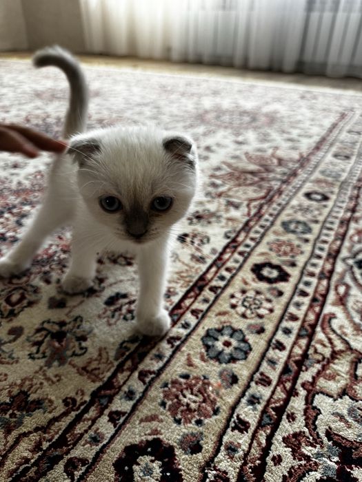 Котенок маргау кошка