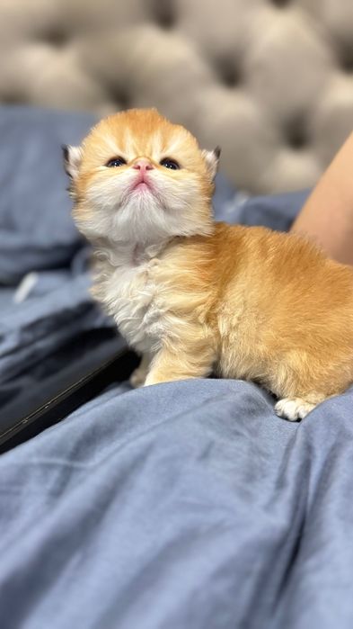 Pisicuță Scottish Longhair aurie – o adevărată ursulețică