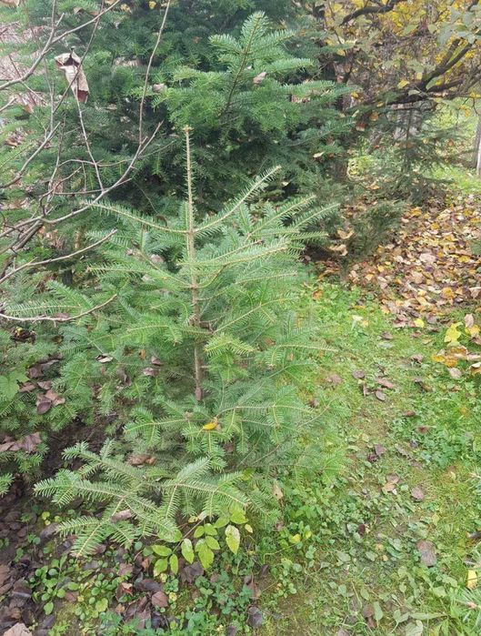 Brazi pentru nunti si diferite evenimente !