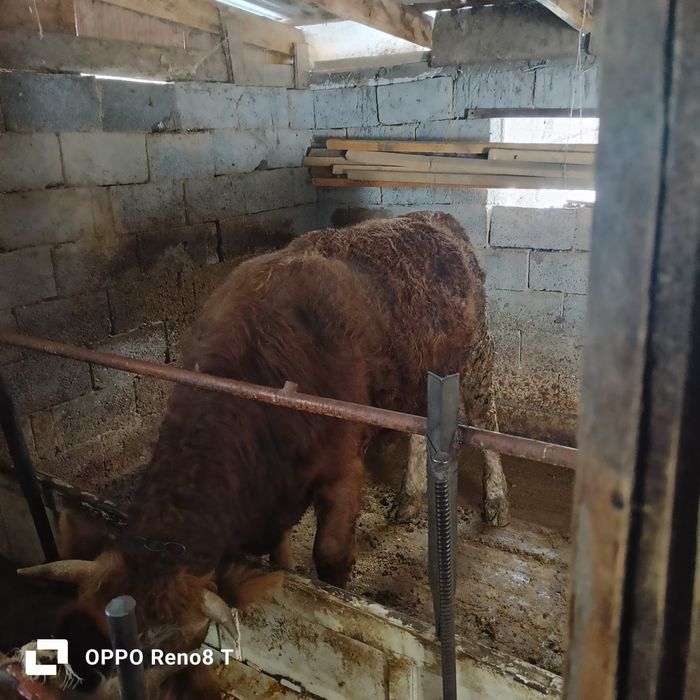 Бұқа сатамын 2 жасар