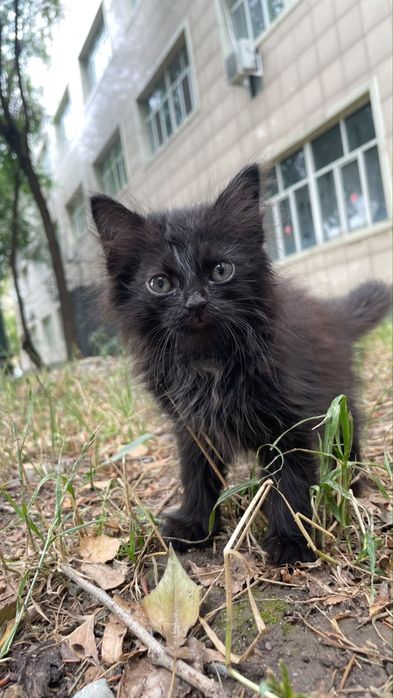 Черный Котенок мальчик в добрые руки