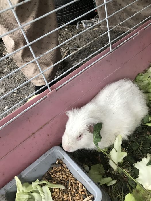 Продам морскую свинку  девочка