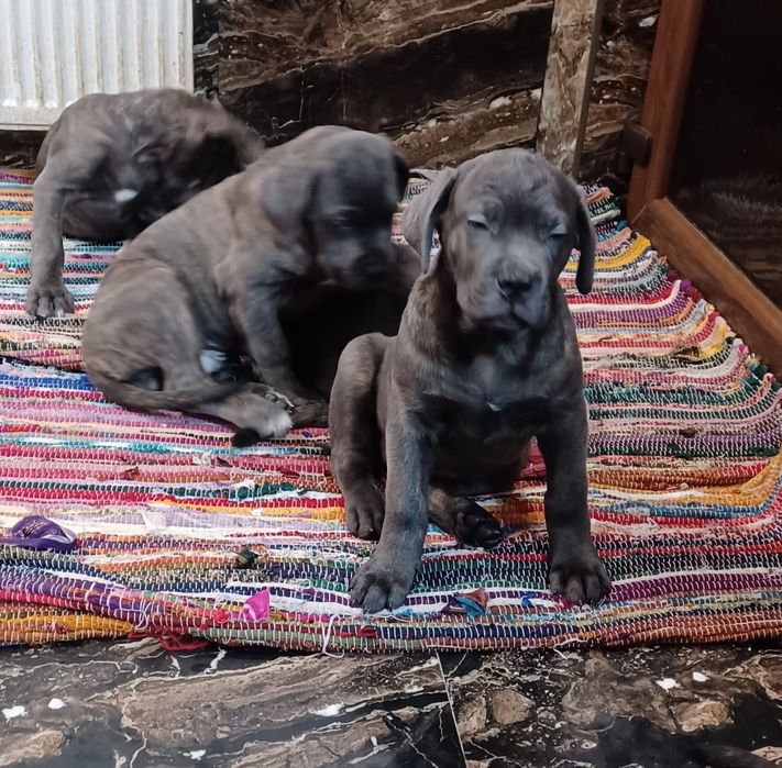 Vând cățel rasa Cane Corso