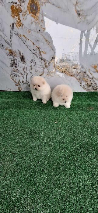 Померан Бебета пумеран