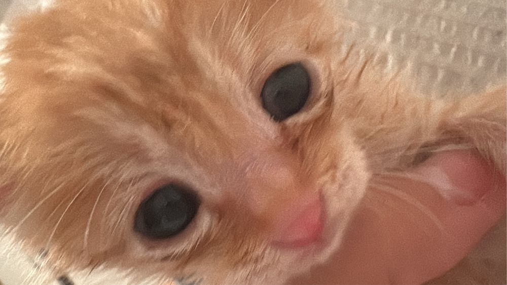 Отдам даром котенка