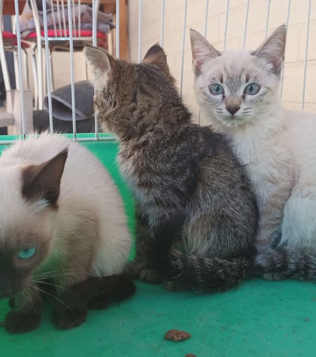 Котята в хорошие руки