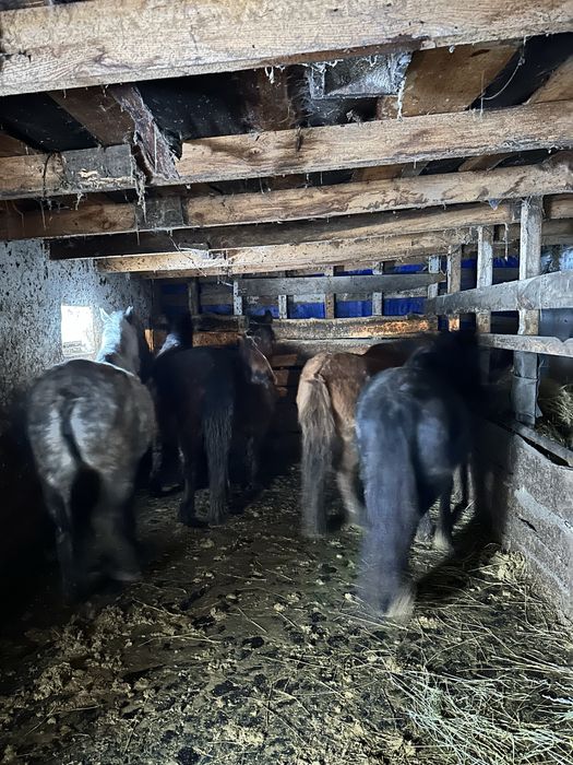 Продаются кобылы! Бие сатылады!