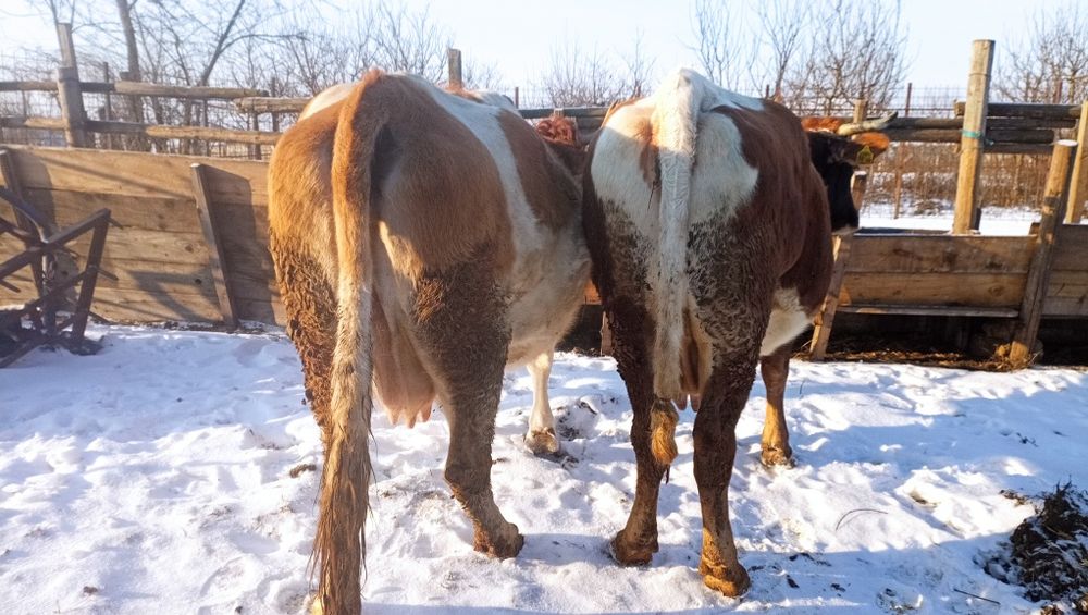 Vând vacă la alegere s-au ambele