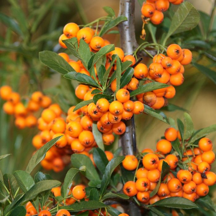 Arbuști Fructiferi CĂTINA FEMELA