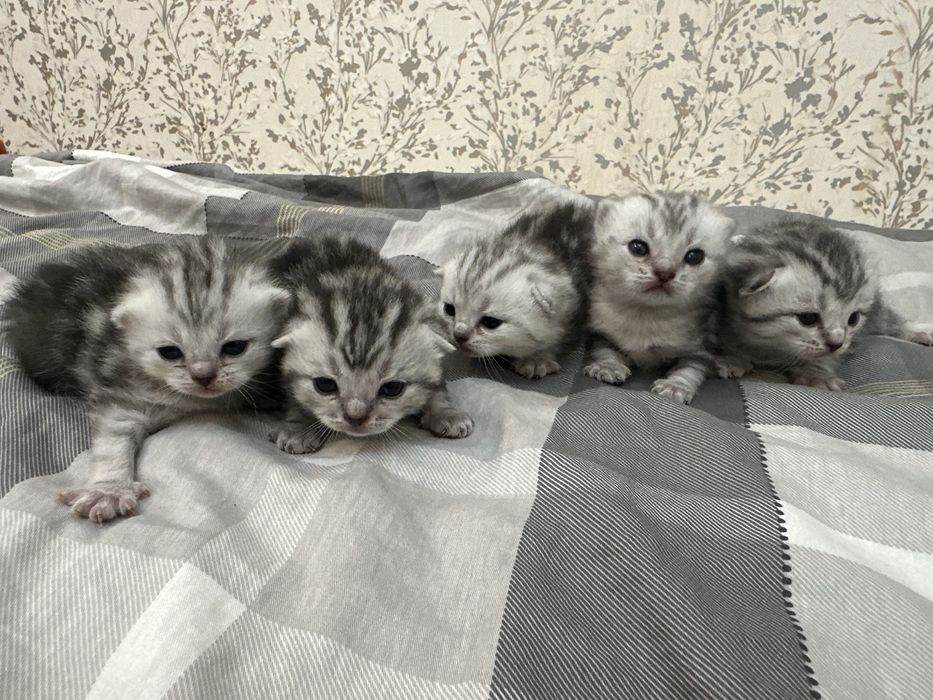 Продам шотландцев