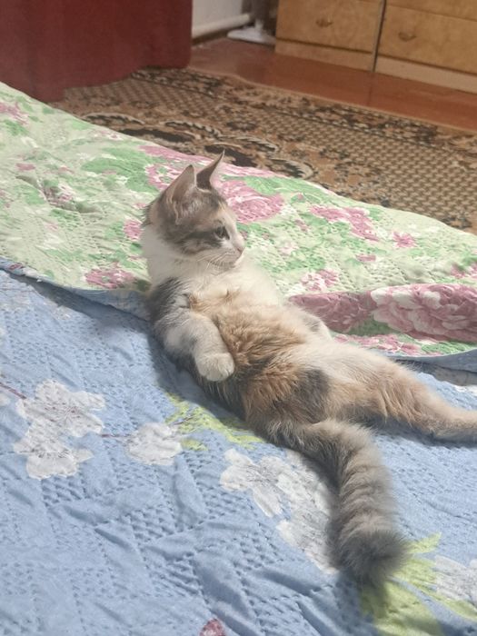 2.5-3 айлык маргау