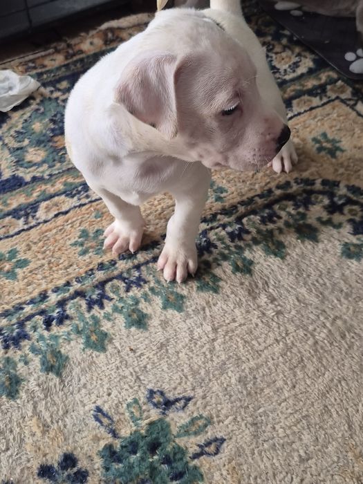 Щенки питбультерьера