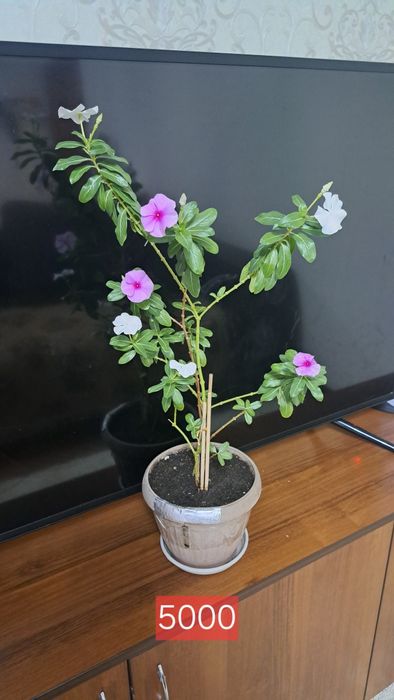 Комнатные  растения