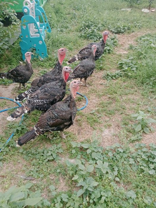 Индюк бронза Ворошиловкада