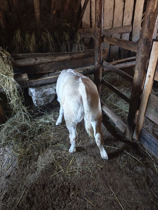 Vând vițică Belga Blue.