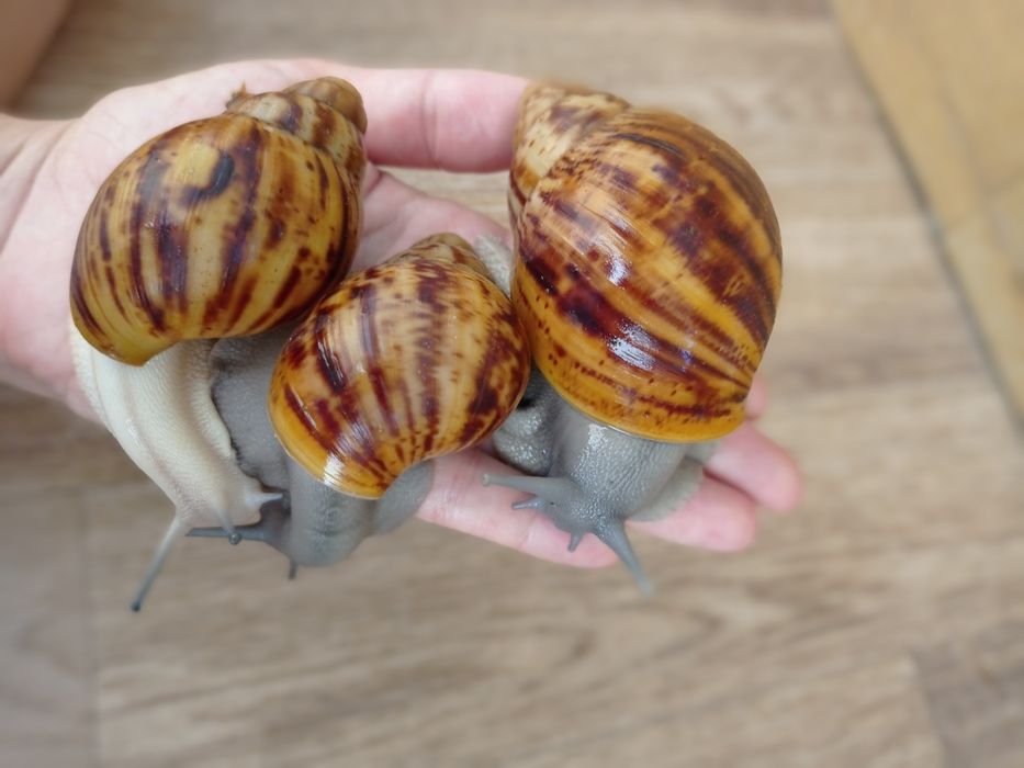 Овумы сильверы ( греи). Улитки