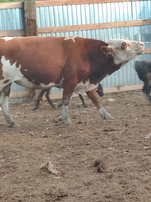 Продам быка симментал