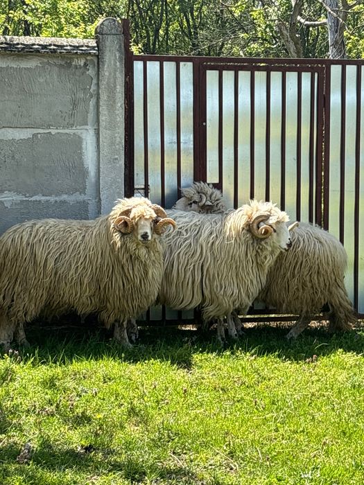 Berbeci deosebiți de vânzare – crescuți de mici, foarte bine îngrijiți