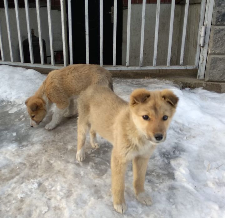 Охраники,звоночки мальчик и девочка