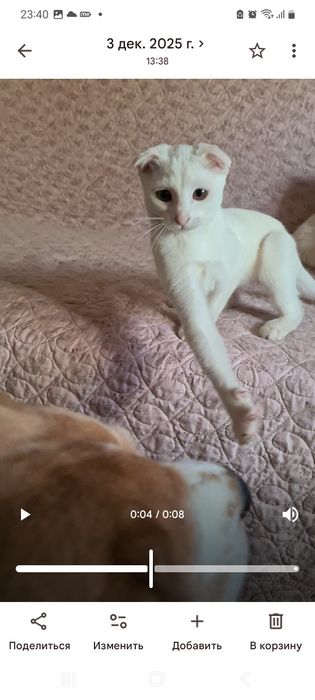 Белый вислоухий котёнок девочка