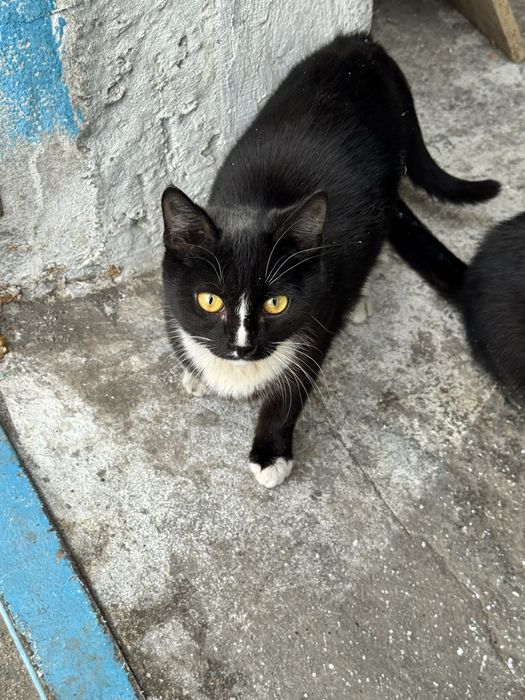 Отдам кошку бесплатно