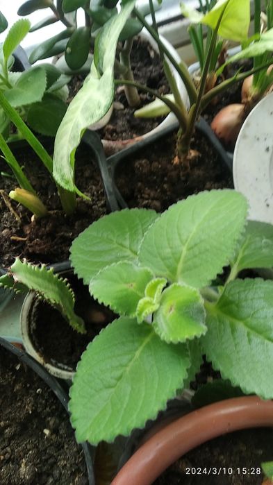 комнатная мята...