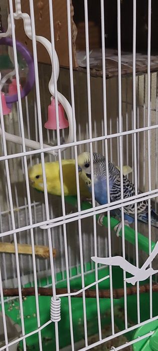 Peruși de vinzare jud Constanța