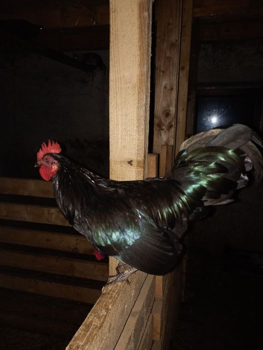 Cocoși de Matcă linie de Expoziție