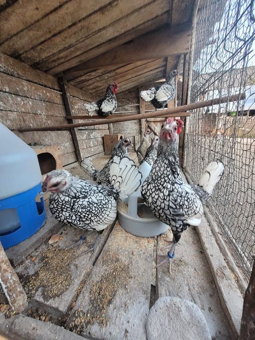 Ouă sebright de incubat