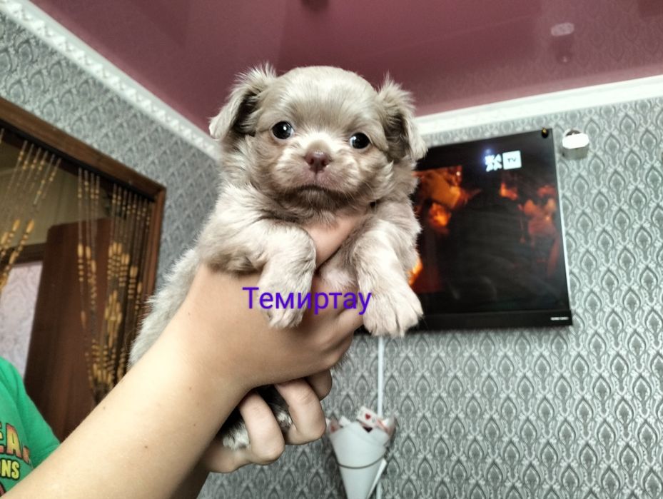 Вязка. Кобеля Чихуахуа