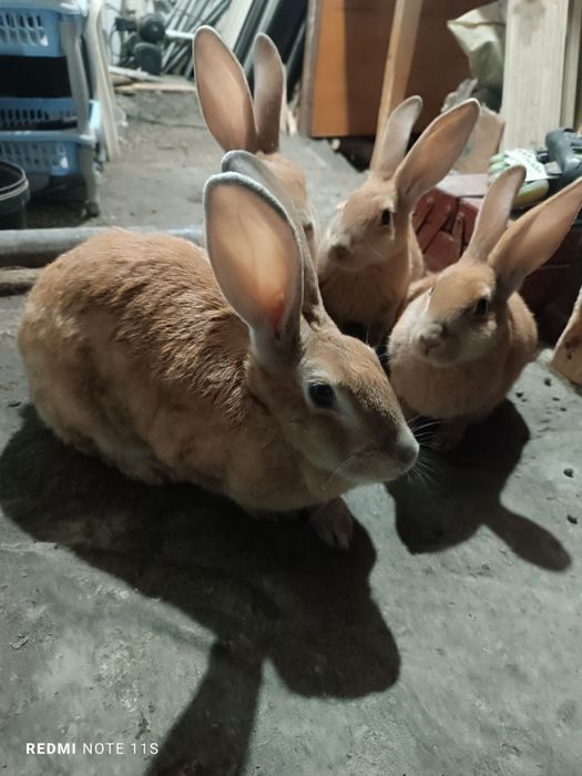 Продам кроликов , рыжие