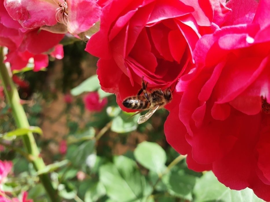 Роза плетистая, большой куст / Атиргул чирмашиб усадиган