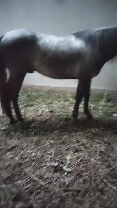Vând cal de 4 ani foarte cuminte și ascultător