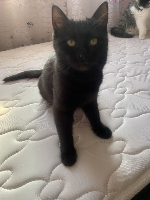 кошка в добрый руки